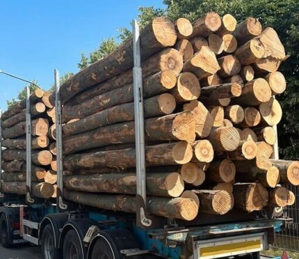 Buchenstammholz – PEFC-zertifiziert